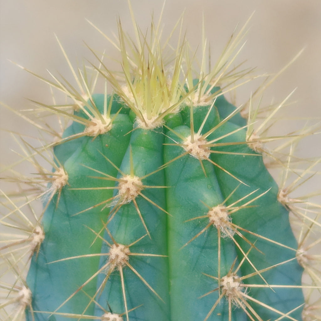 Brazilian Blue Cactus - Blue Columnar Cactus &