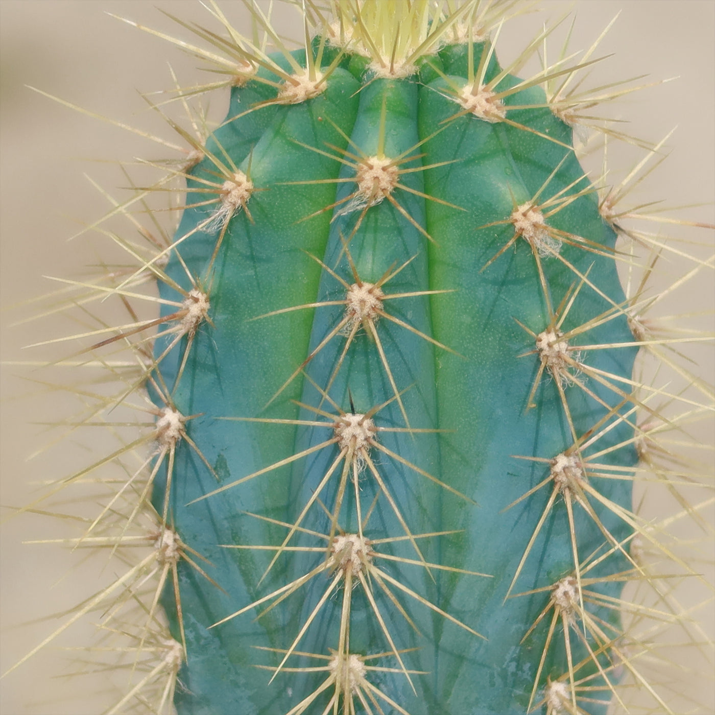 Cactus Azul Shop Brazilian Blue Cactus 'Pilosocereus azureus' | Fast Delivery ...