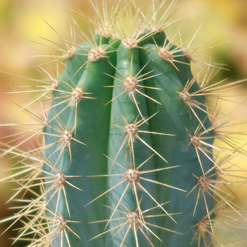 Brazilian Blue Cactus - Blue Columnar Cactus &