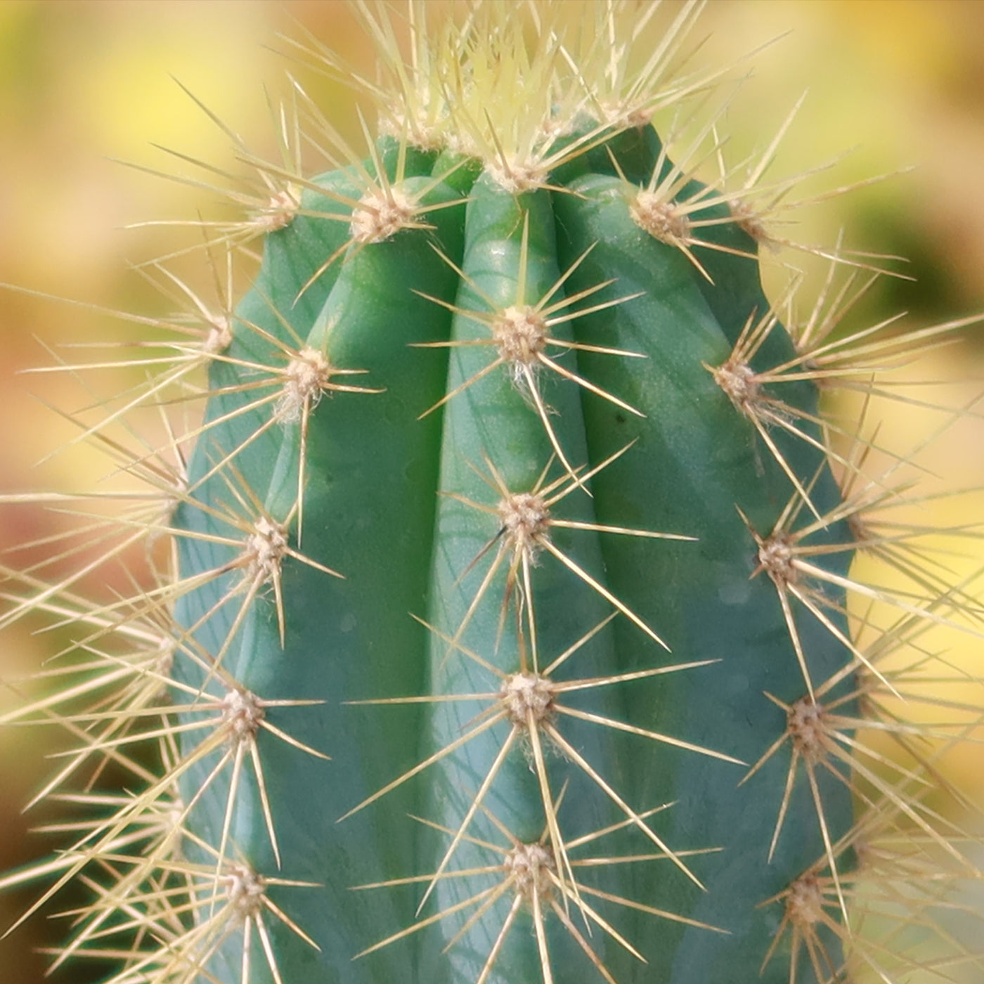 Cactus Azul Shop Brazilian Blue Cactus 'Pilosocereus azureus' | Fast Delivery ...
