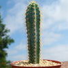 Brazilian Blue Cactus - Blue Columnar Cactus &