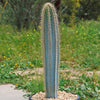 Brazilian Blue Cactus - Blue Columnar Cactus &