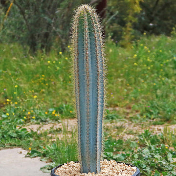 blue pencil cactus Brazilian Blue Cactus