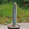 Brazilian Blue Cactus - Blue Columnar Cactus &