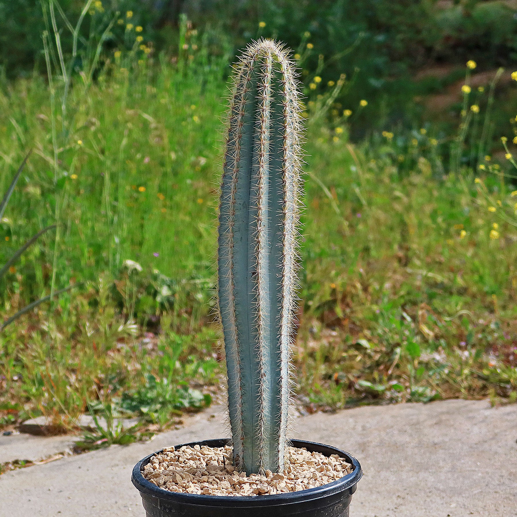 Cactus Azul Shop Brazilian Blue Cactus 'Pilosocereus azureus' | Fast Delivery ...
