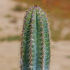 Brazilian Blue Cactus - Blue Columnar Cactus &