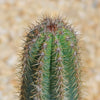 Brazilian Blue Cactus - Blue Columnar Cactus &