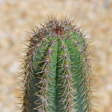 Cactus Azul Shop Brazilian Blue Cactus 'Pilosocereus azureus' | Fast Delivery ...