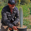 Brazilian Blue Cactus - Blue Columnar Cactus &