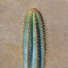 Brazilian Blue Cactus - Blue Columnar Cactus &