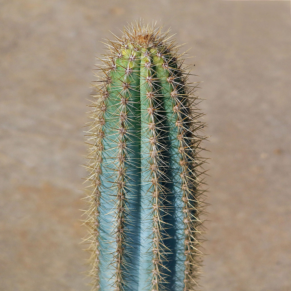 Cactus Azul Shop Brazilian Blue Cactus 'Pilosocereus azureus' | Fast Delivery ...