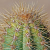 Brazilian Blue Cactus - Blue Columnar Cactus &