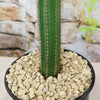 Pilosocereus fulvilanatus