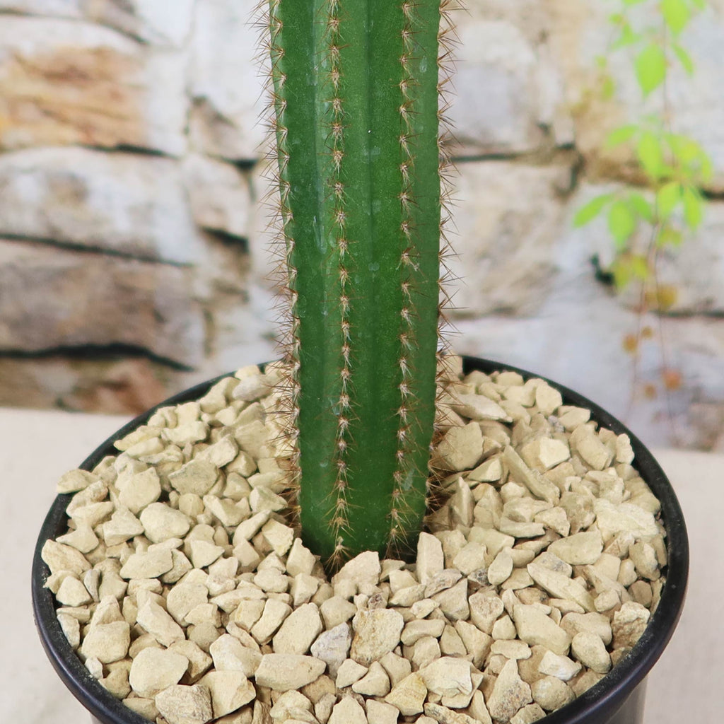 Potted indoor plant with glossy green leaves beside a small Buddha statue