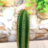 Pilosocereus fulvilanatus