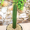 Pilosocereus fulvilanatus