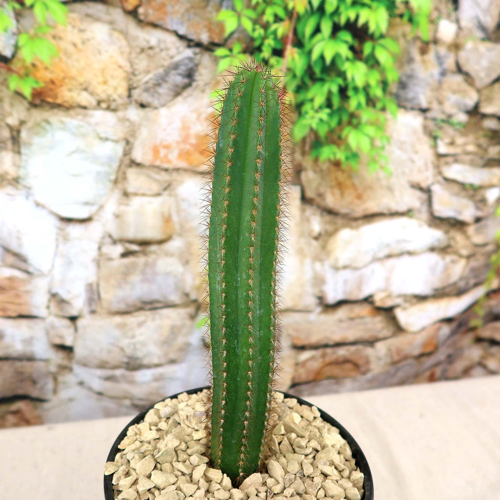 Potted indoor plant with glossy green leaves beside a small Buddha statue
