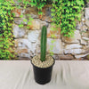Pilosocereus fulvilanatus