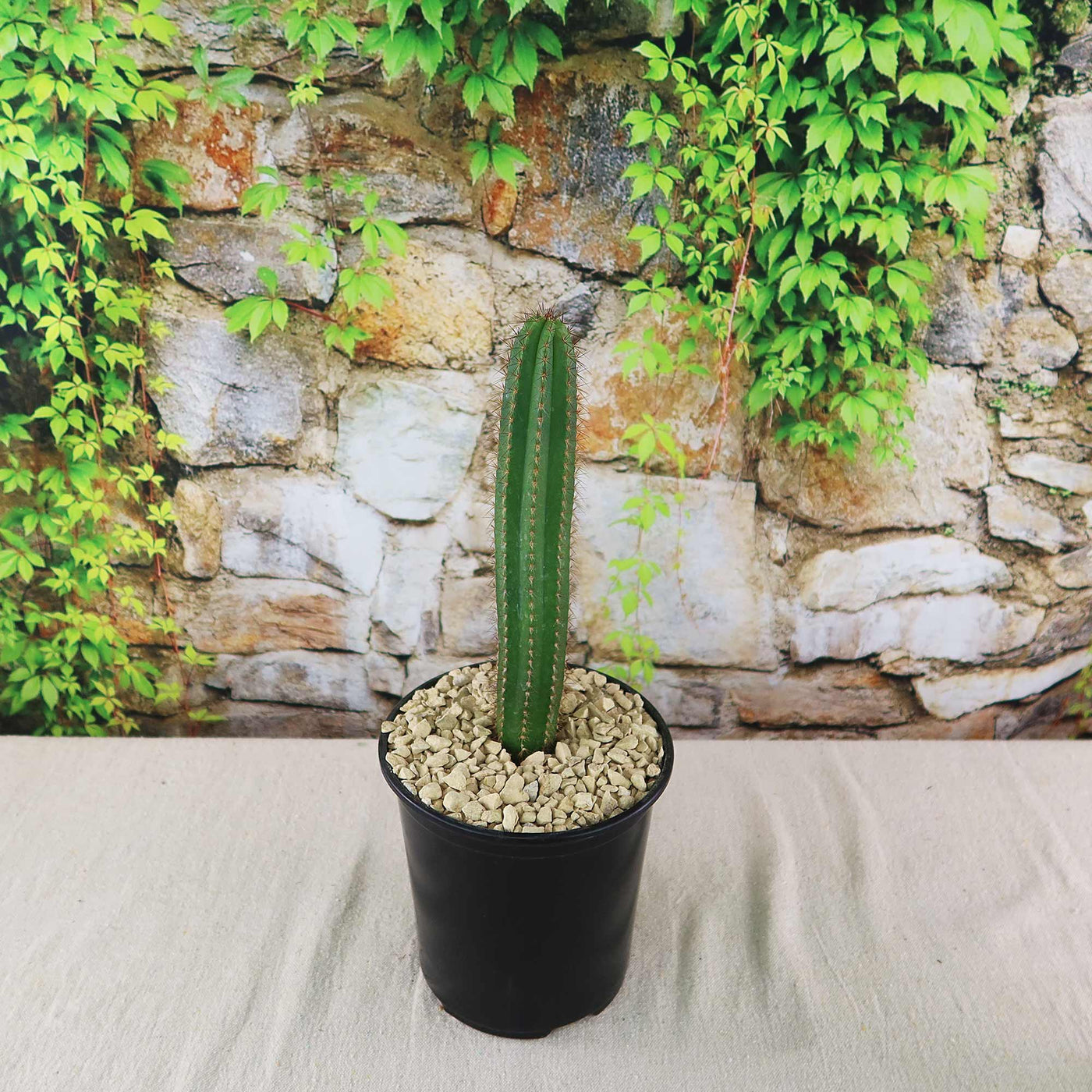 Shop 'Pilosocereus fulvilanatus' Care & Growing Guide | Planet Desert