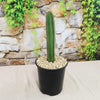 Pilosocereus fulvilanatus