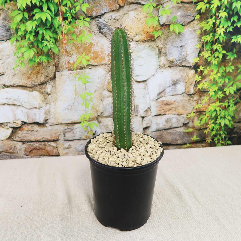 Potted indoor plant with glossy green leaves beside a small Buddha statue