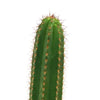 Pilosocereus fulvilanatus