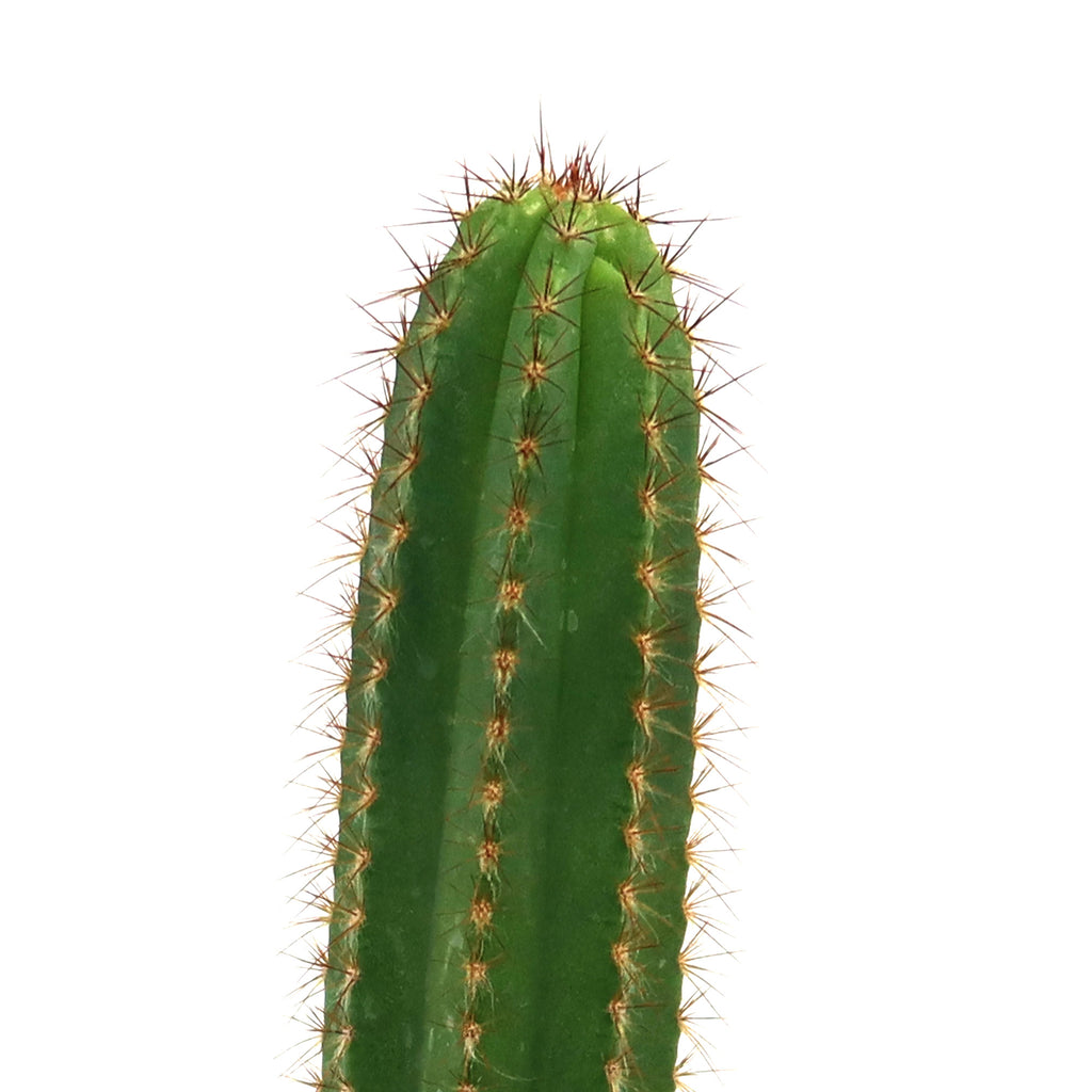 Potted indoor plant with glossy green leaves beside a small Buddha statue