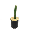 Pilosocereus fulvilanatus