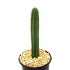 Pilosocereus fulvilanatus
