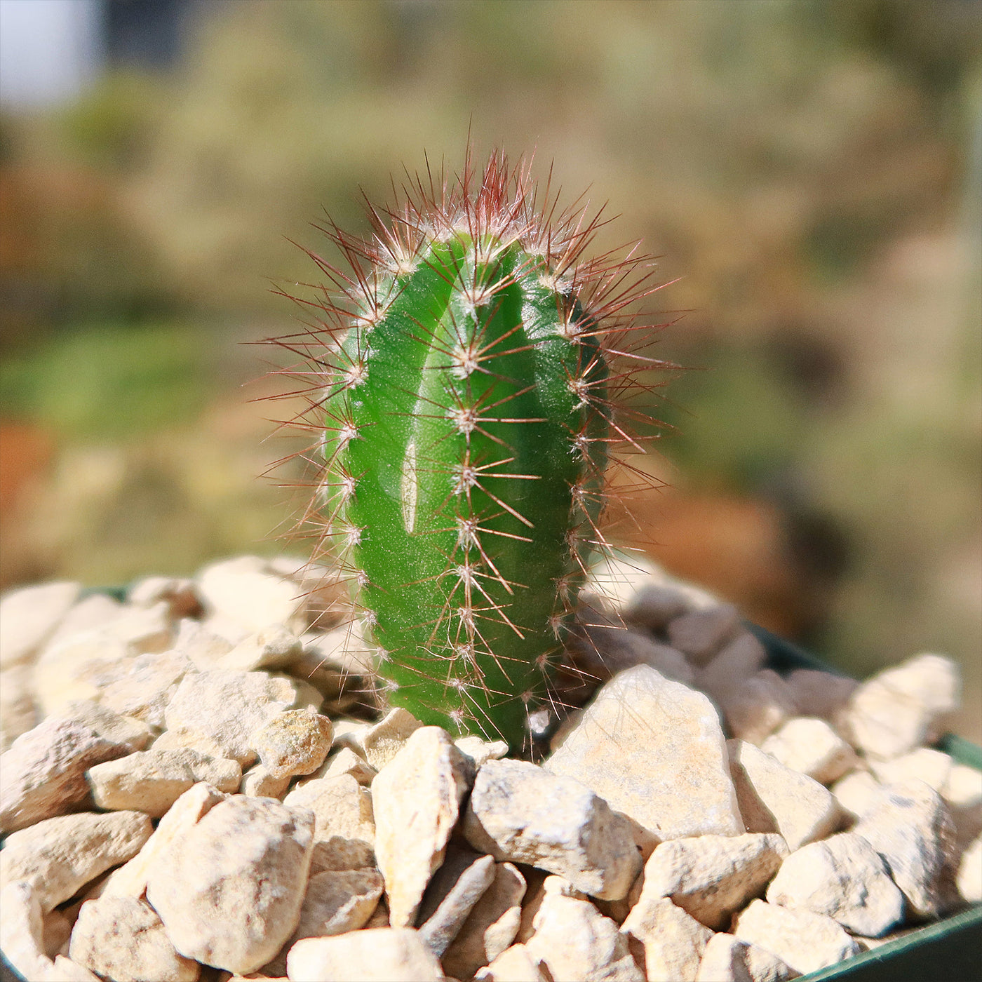 Pilosocereus fulvilanatus