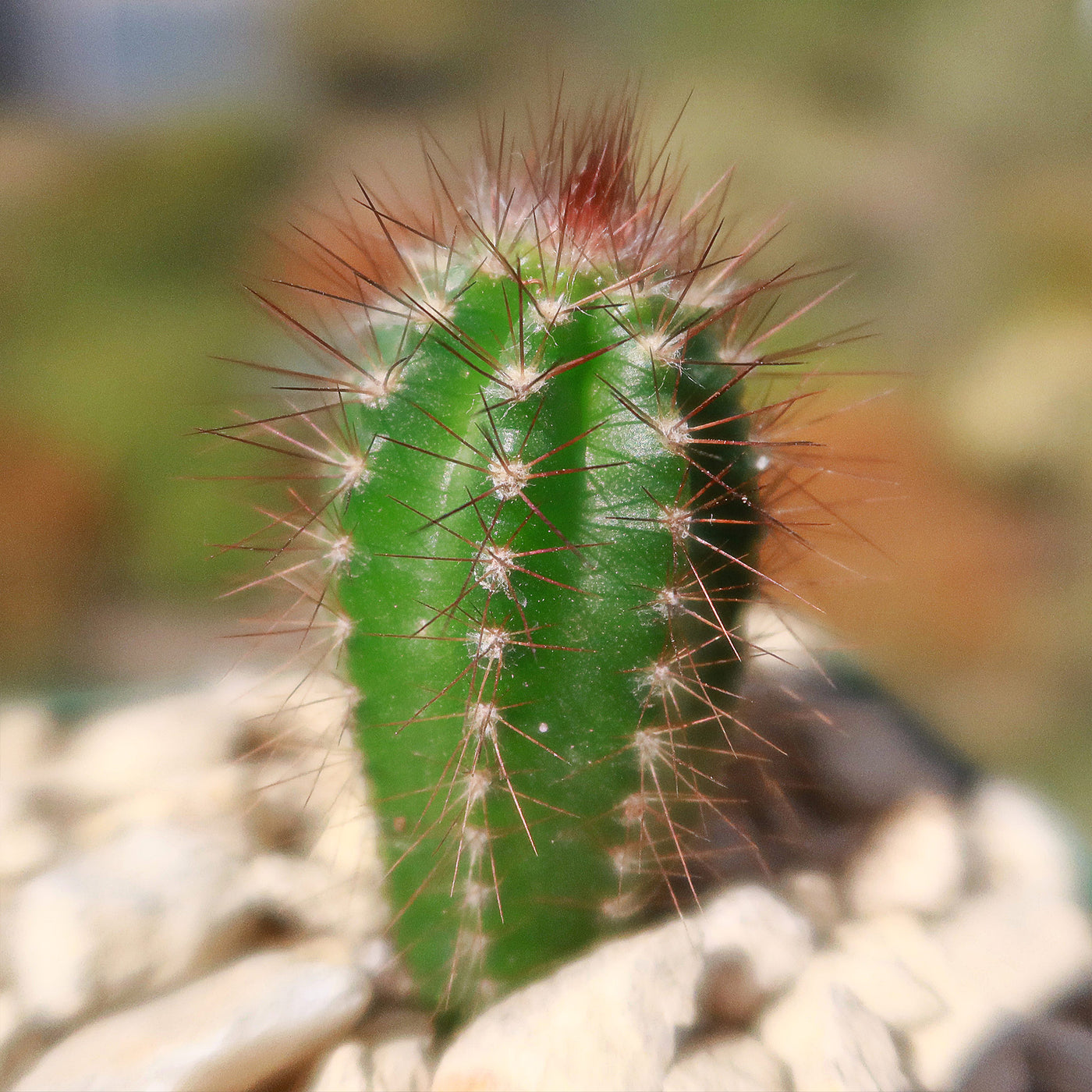 Pilosocereus fulvilanatus