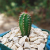 Pilosocereus fulvilanatus