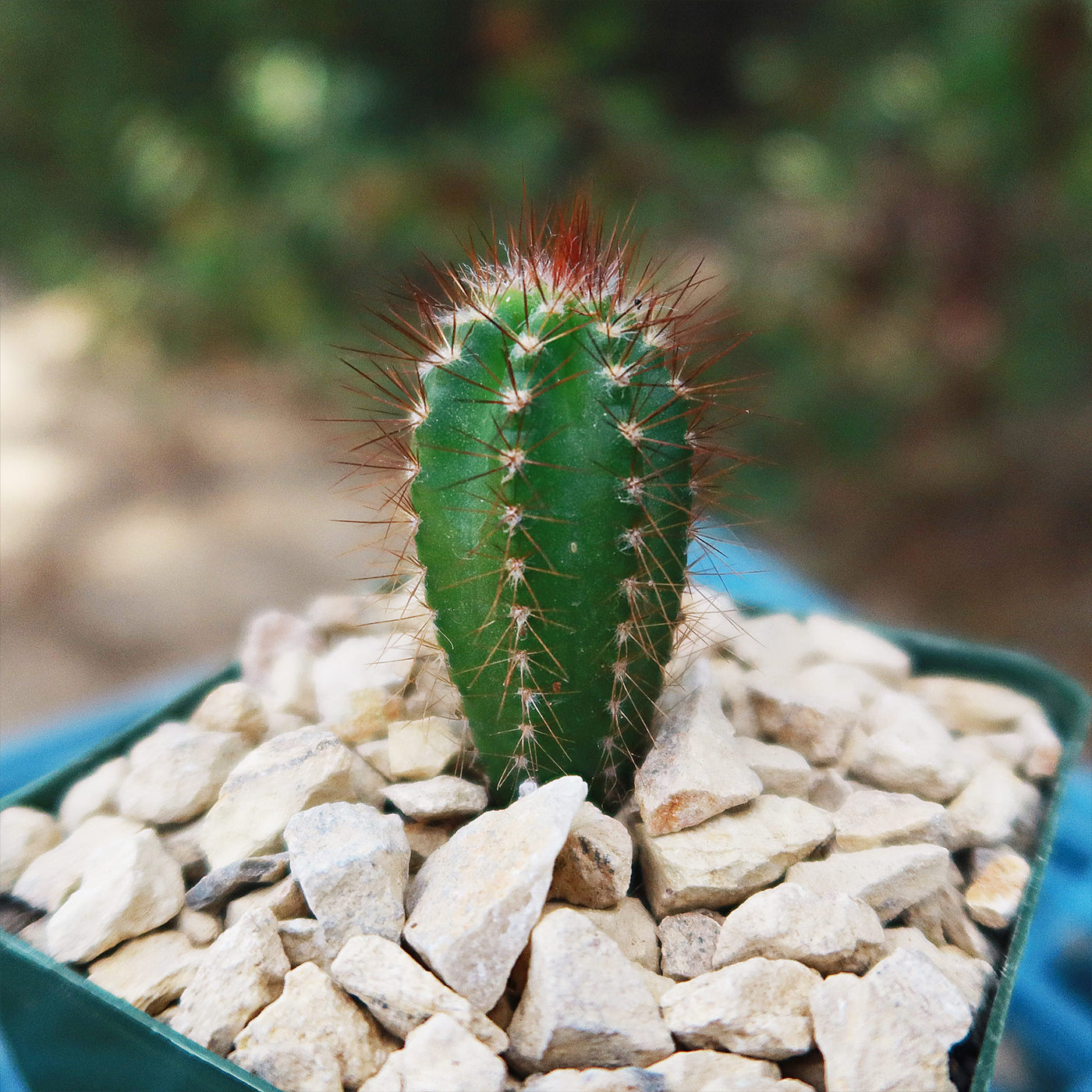 Pilosocereus fulvilanatus