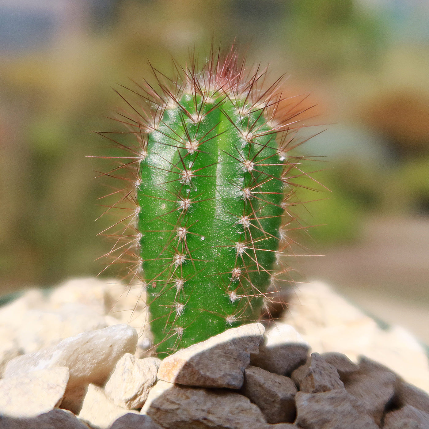 Pilosocereus fulvilanatus