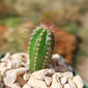 Pilosocereus fulvilanatus