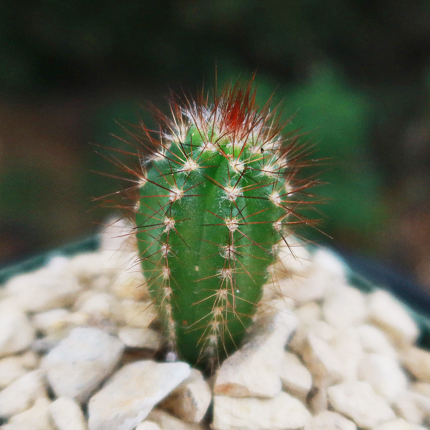 Pilosocereus fulvilanatus