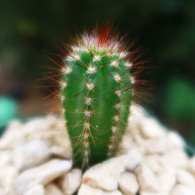 Pilosocereus fulvilanatus