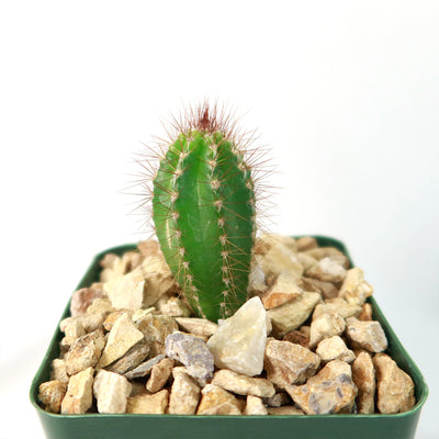 Pilosocereus fulvilanatus