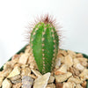 Pilosocereus fulvilanatus