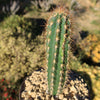 Pilosocereus gounellei