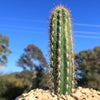 Pilosocereus gounellei