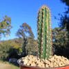 Pilosocereus gounellei