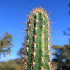 Pilosocereus gounellei