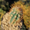 Pilosocereus gounellei