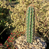 Pilosocereus gounellei