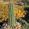 Pilosocereus gounellei