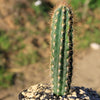 Pilosocereus gounellei