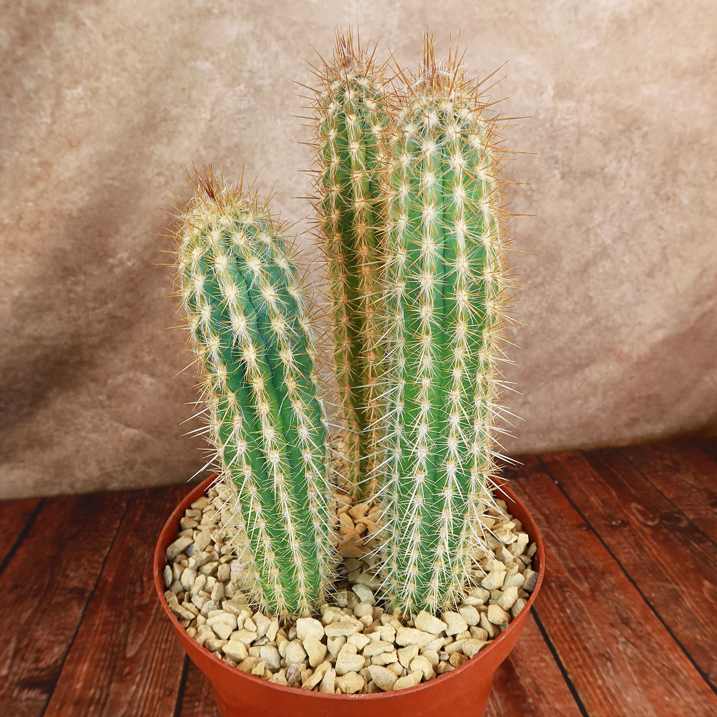 Pilosocereus gounellei cluster