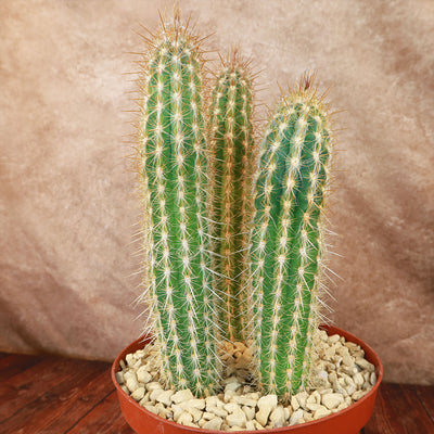 Pilosocereus gounellei cluster