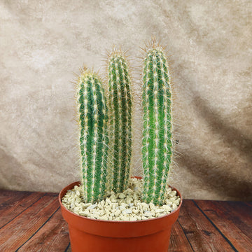 columnar succulents Shop 'Pilosocereus gounellei cluster' Care & Info